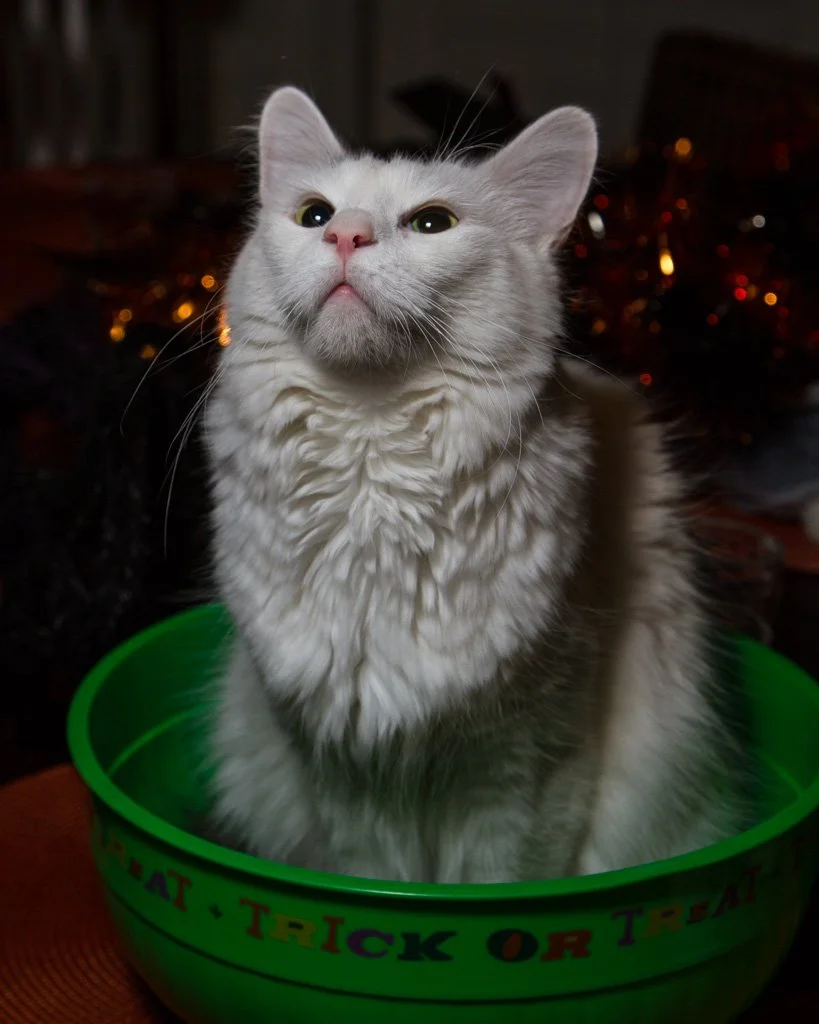 no-treats-only-tricks-312-366_8165458933_o.jpg