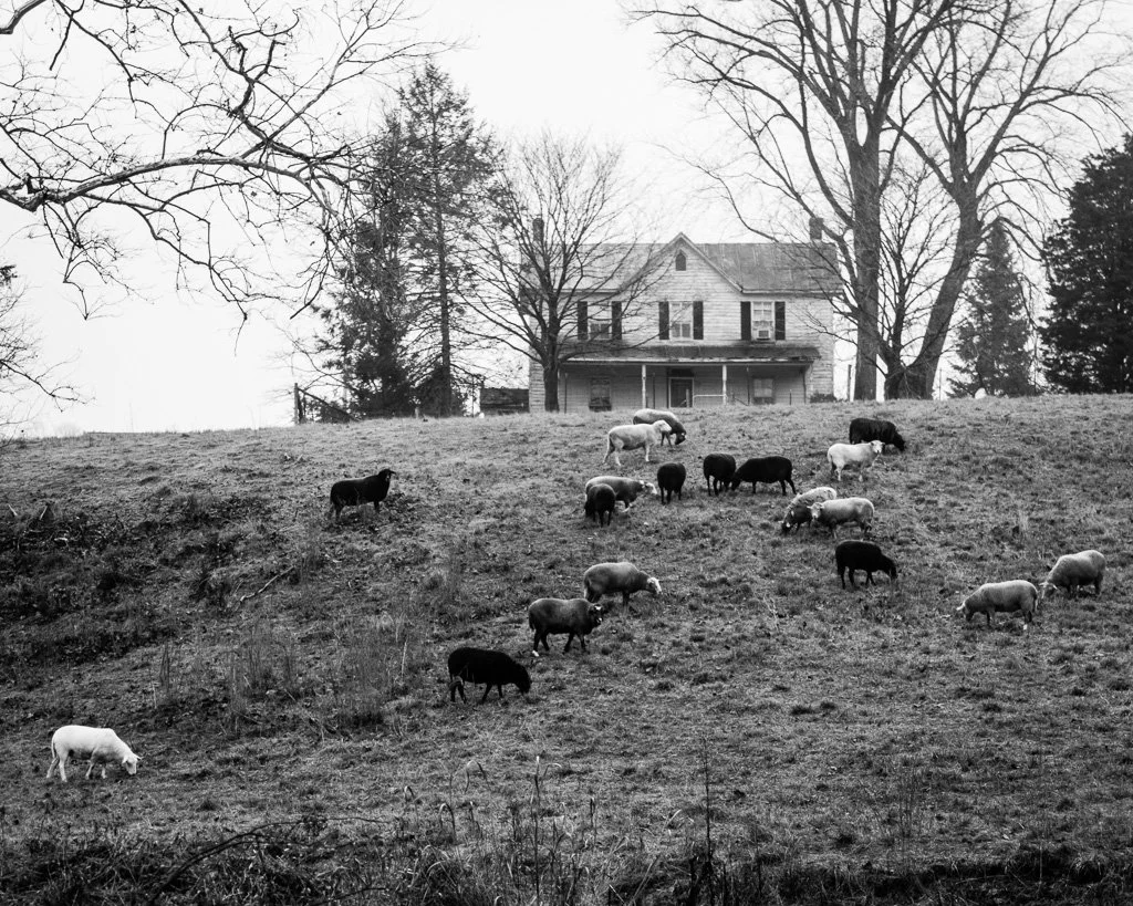 front-yard-sheep-344-366_8259377194_o.jpg
