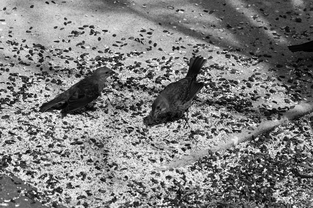 feed-the-birds-235-366_7841603022_o.jpg