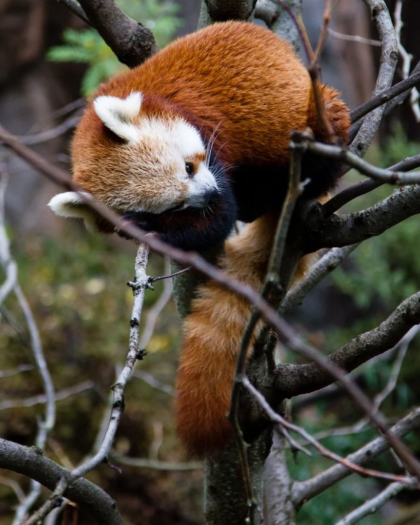red-panda-276-366_8049095436_o.jpg