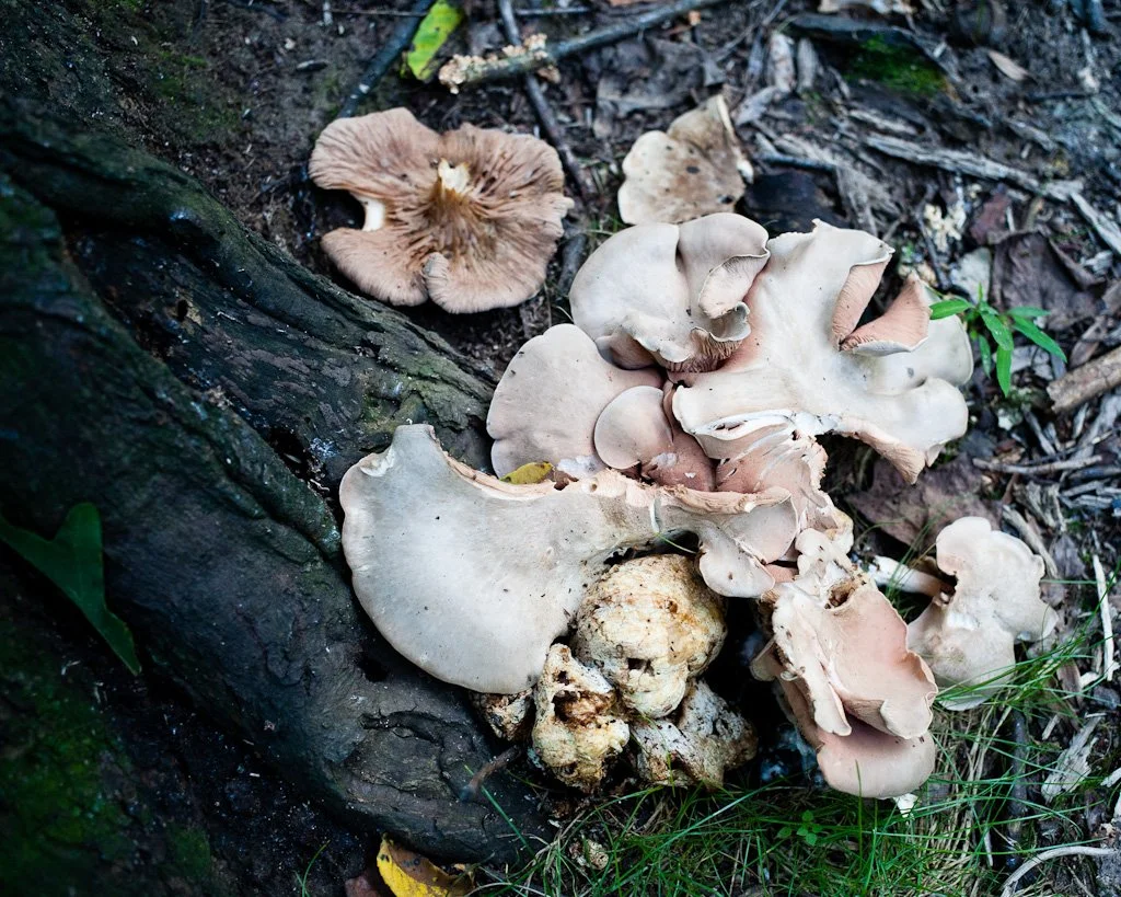 mushrooms-242-366_7891096148_o.jpg