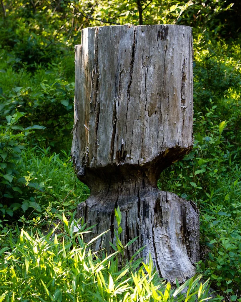 beaver-alert-179-366_7457688342_o.jpg
