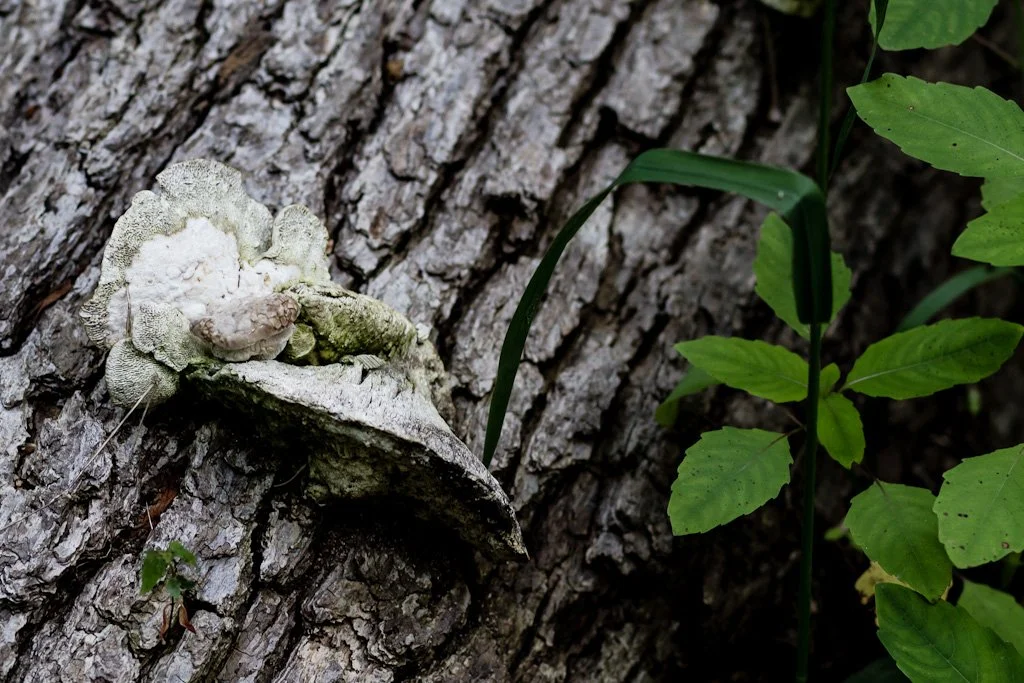 fungus-161-366_7355968044_o.jpg