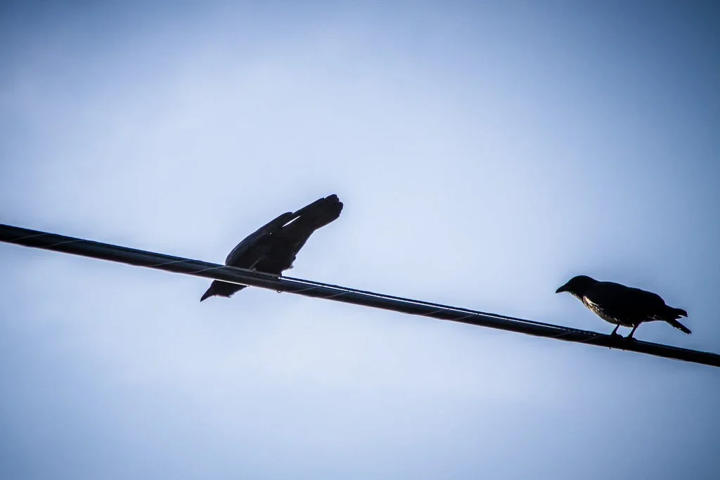 two-crows-336-366_8236768550_o.jpg