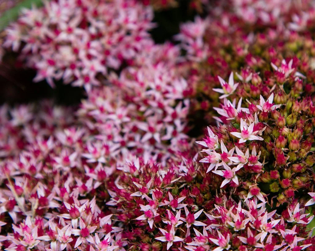 fall-sedum-275-366_8045054474_o.jpg