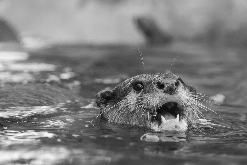 small-clawed-otter-248-366_7934036518_o.jpg