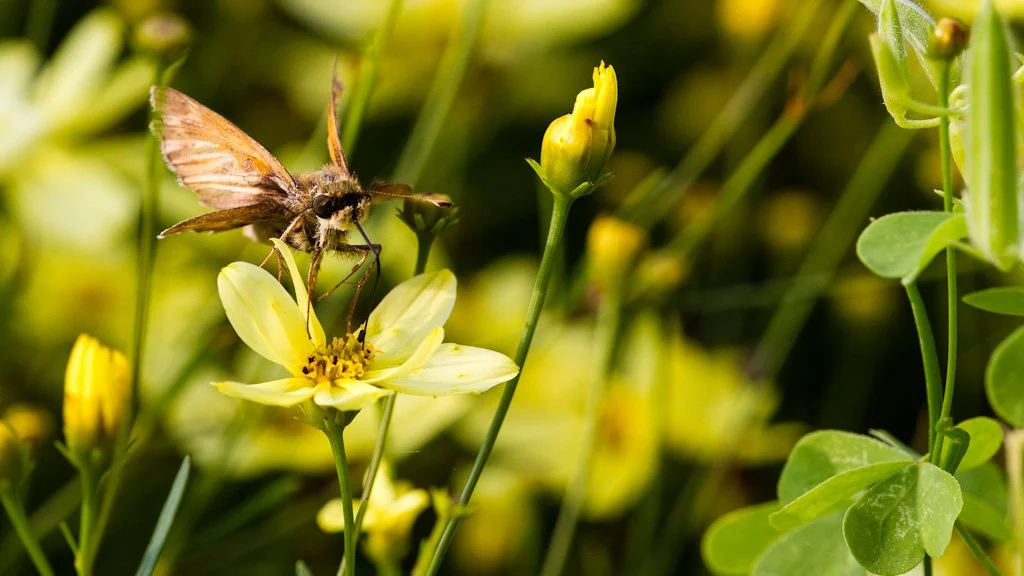 moth-228-366_7791257456_o.jpg