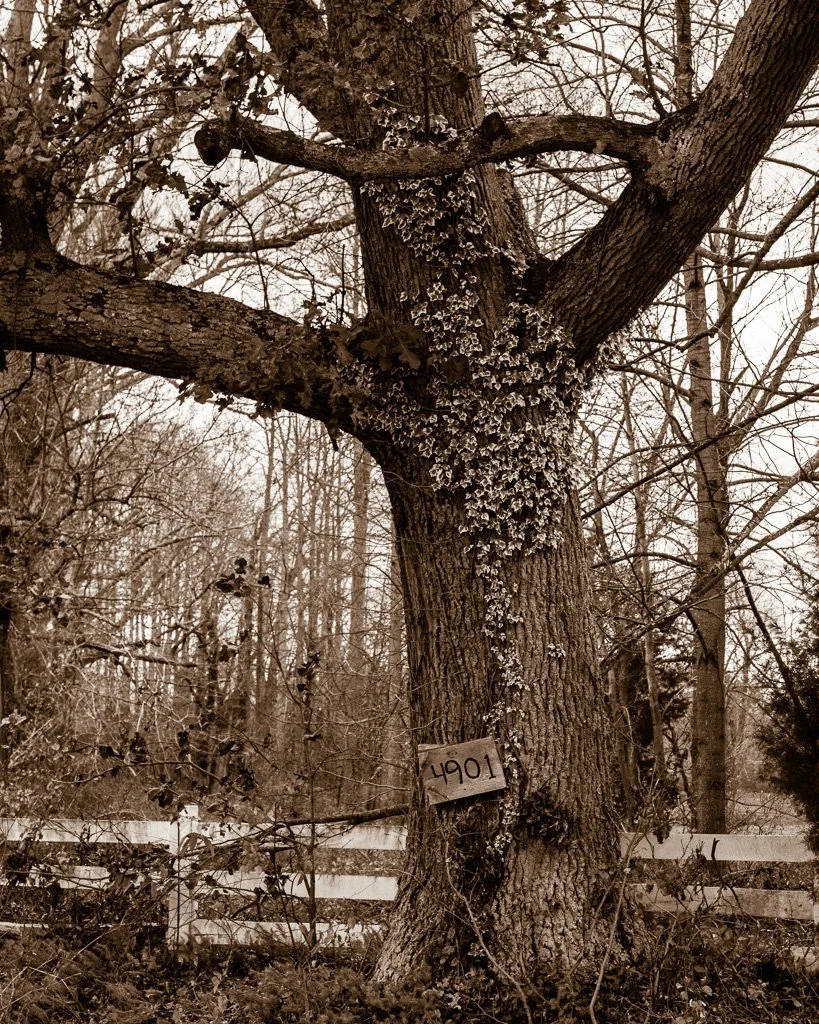 4901-tree-308-366_8151529189_o.jpg