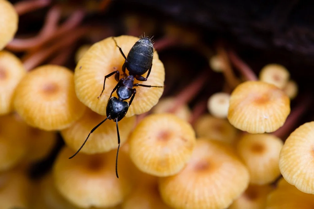 ant-on-shrooms-245-366_7909574324_o.jpg