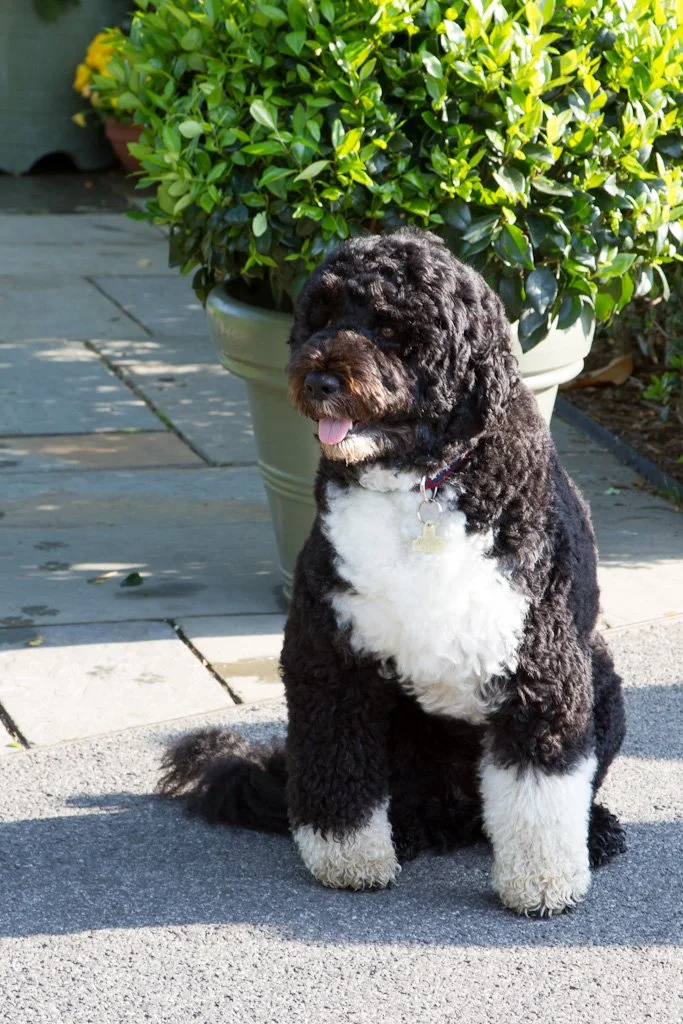 bo-the-presidential-dog-112-366_6953875752_o.jpg