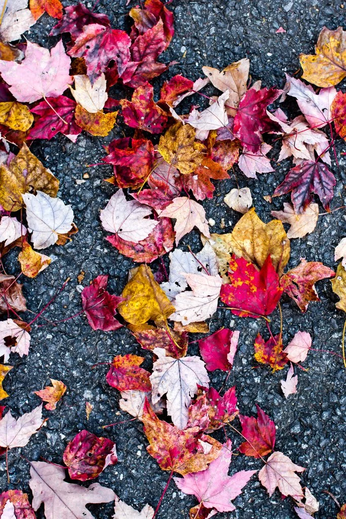fall-walking-path-298-366_8120472202_o.jpg
