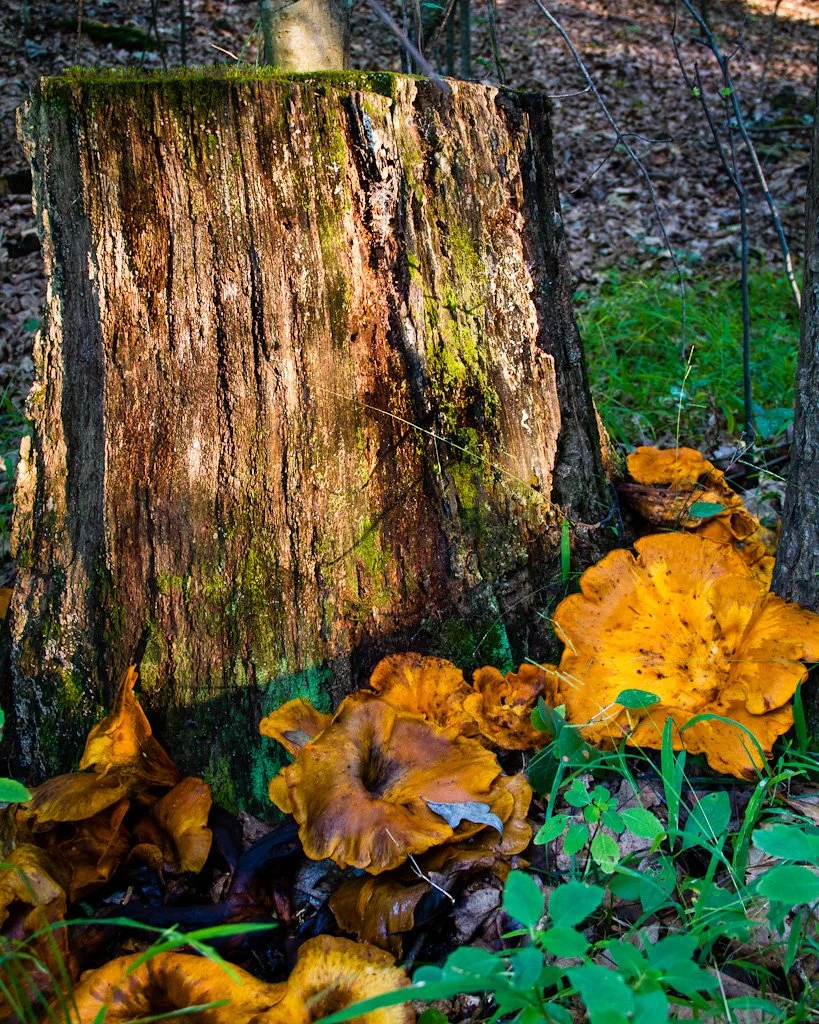 orange-fungi-234-366_7834842418_o.jpg