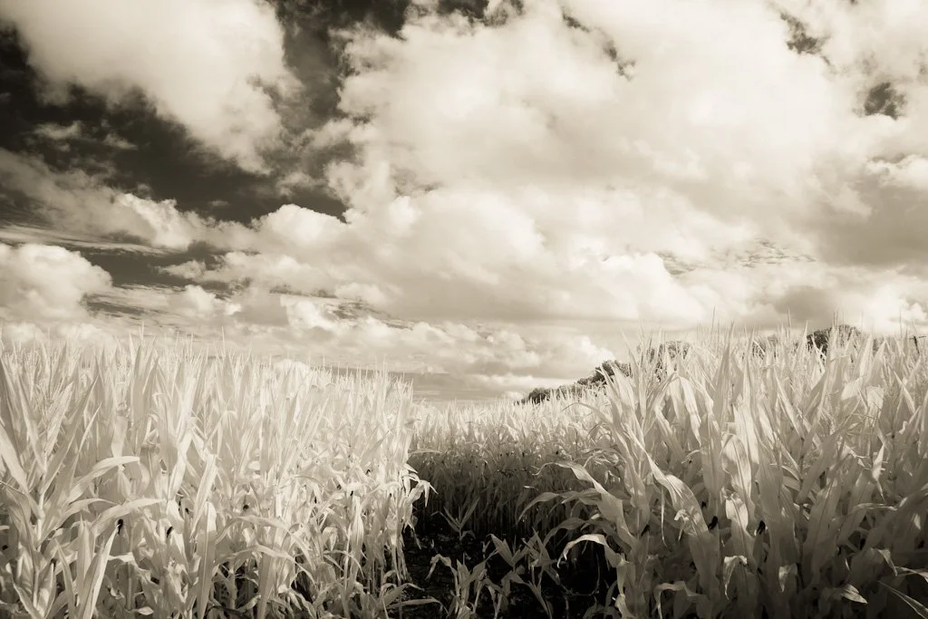 corn-after-the-rain-204-366_7625599990_o.jpg