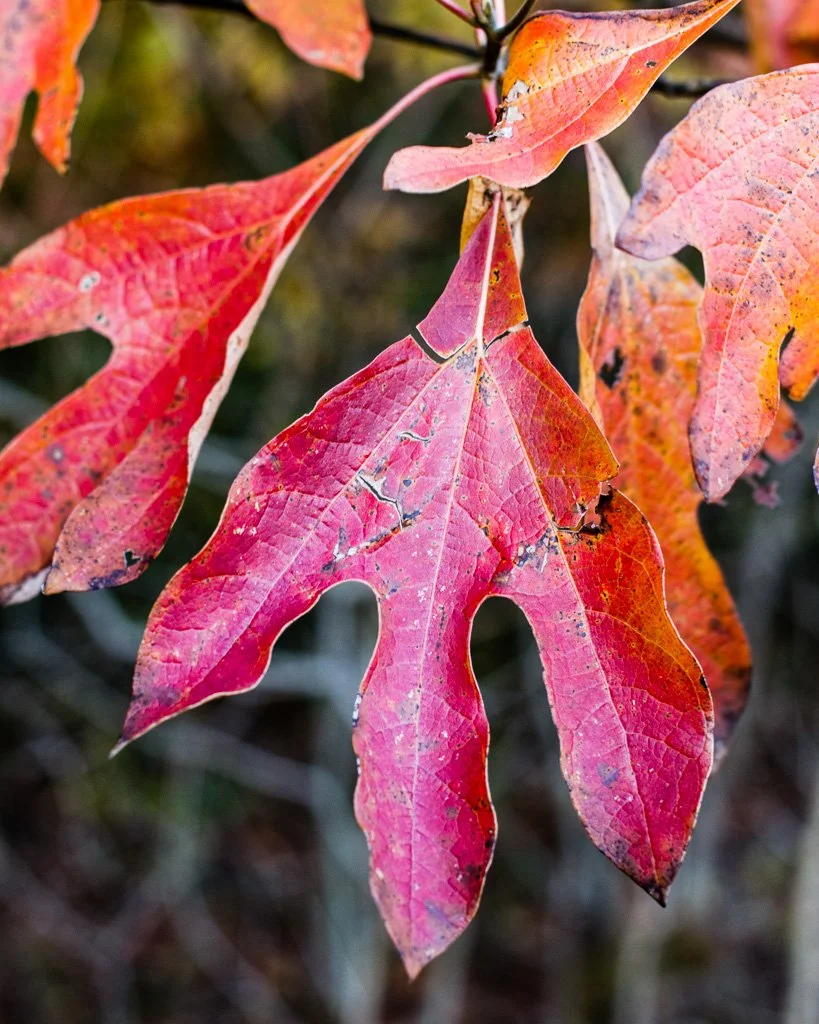 red-leaf-291-366_8098331621_o.jpg