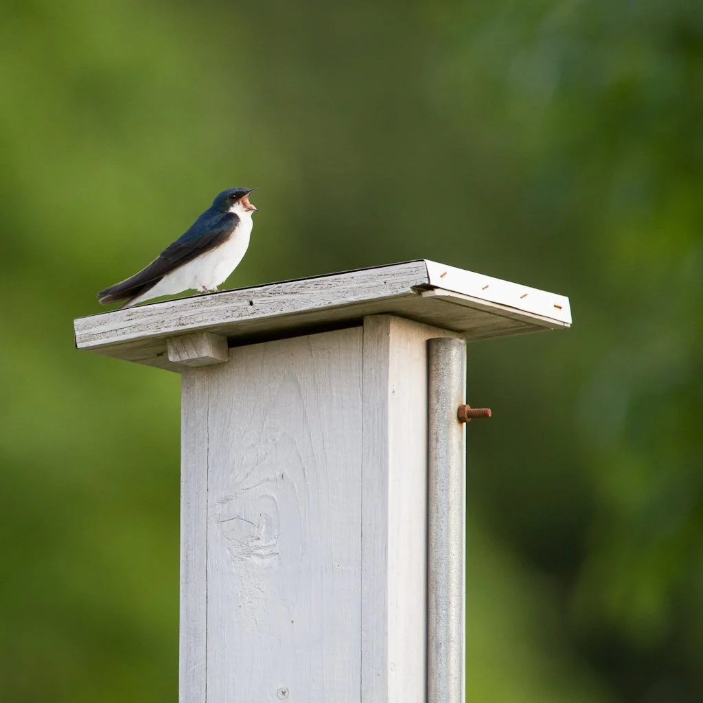 bluebird-148-366_7283204708_o.jpg