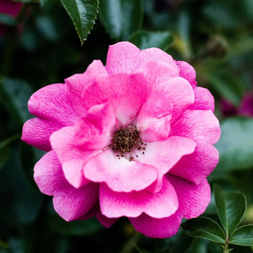 in-the-pink-150-366_7298170930_o.jpg