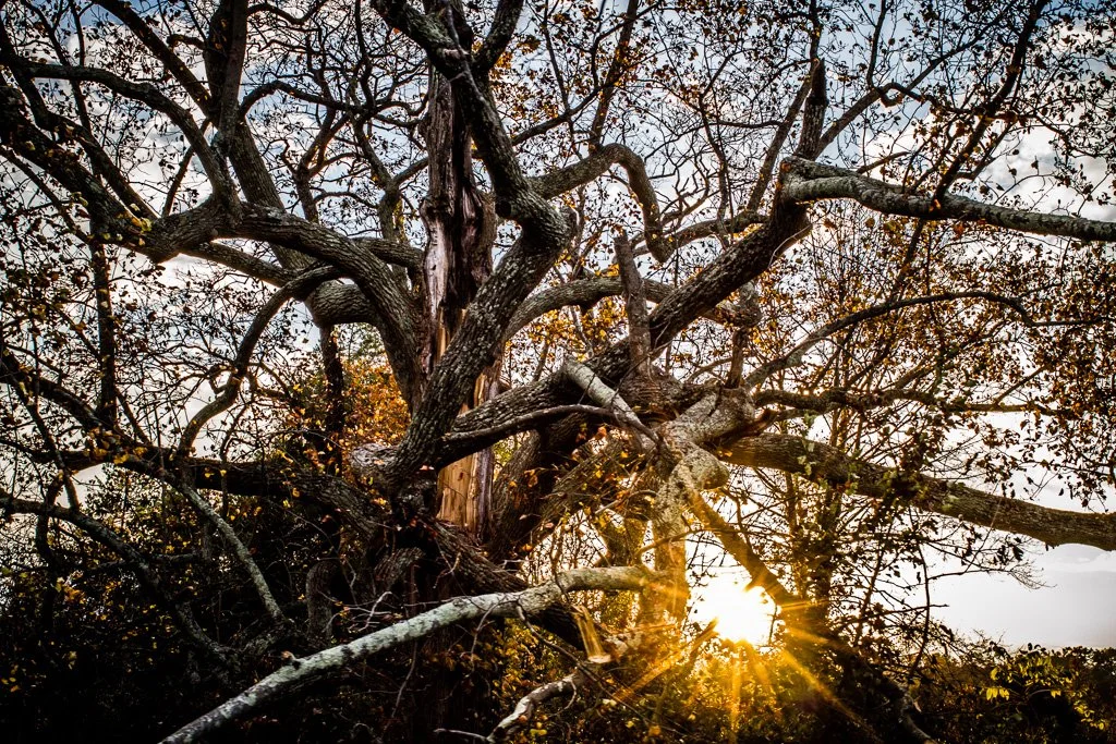old-tree-292-366_8101292949_o.jpg