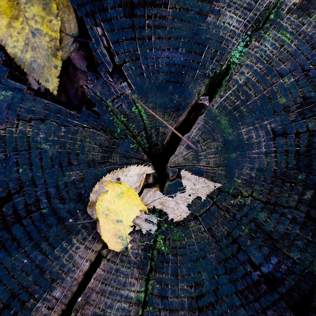 tree-rings-273-366_8037226225_o.jpg