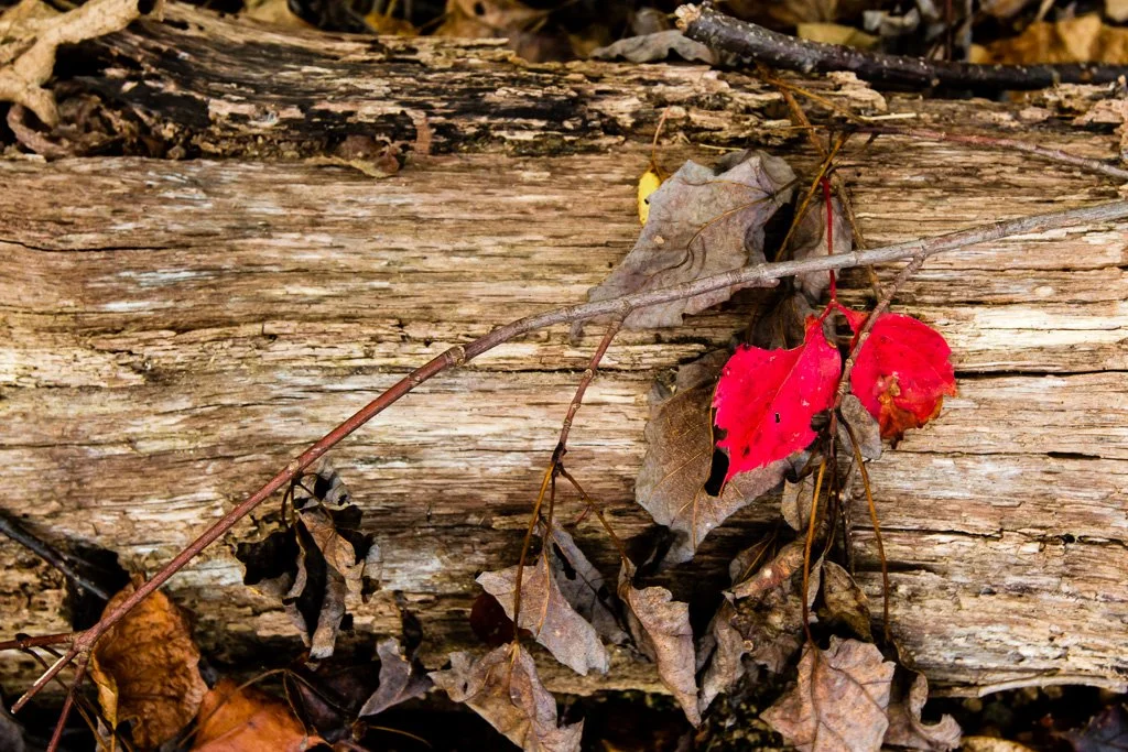 red-leaves-283-366_8072386188_o.jpg
