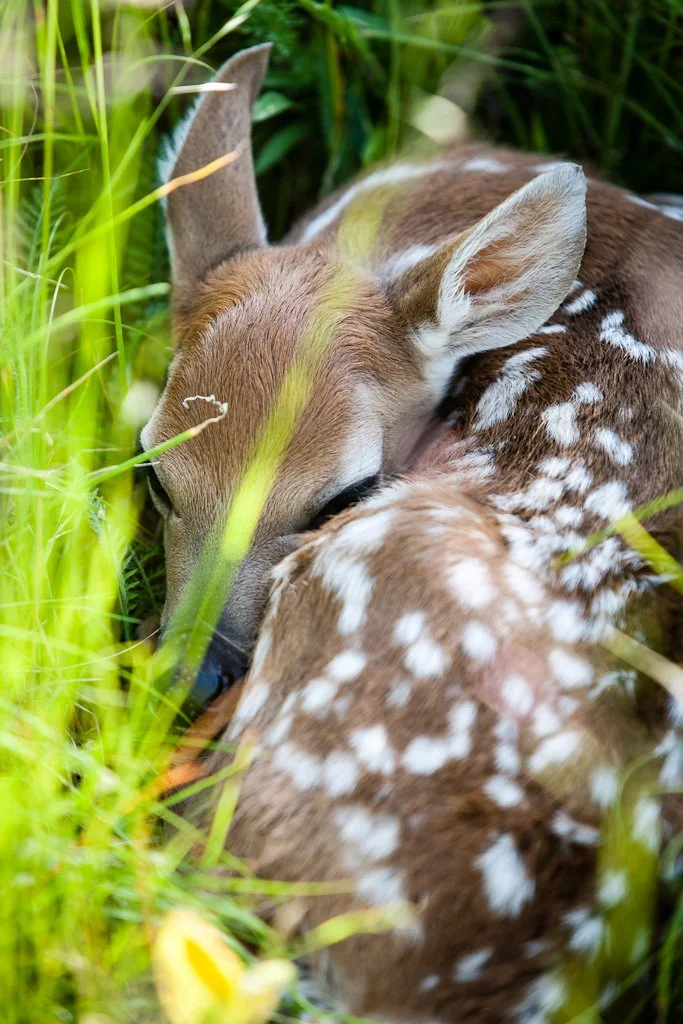 deer-fawn-156-366_7338107938_o.jpg