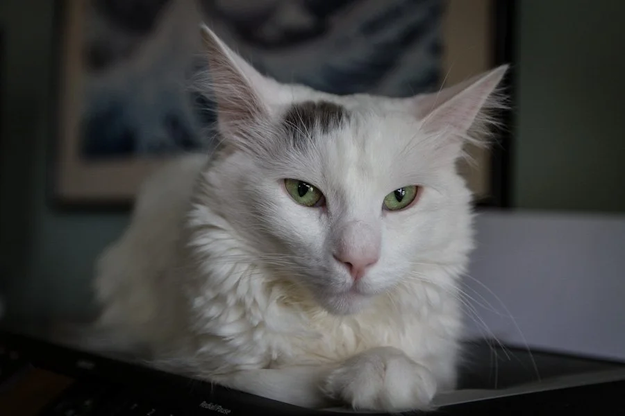 caturday-105-366_6933711684_o.jpg