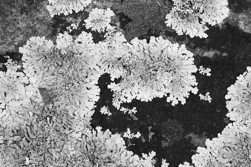 lichen-landscape-277-366_8051953101_o.jpg