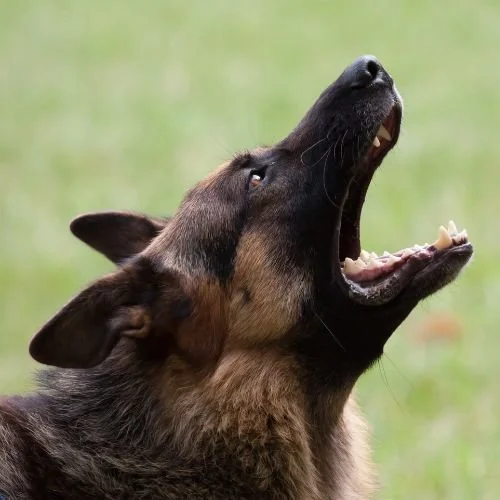 🌼 Unleashed Dogs, Unleashed Anger: Learning from the Surge