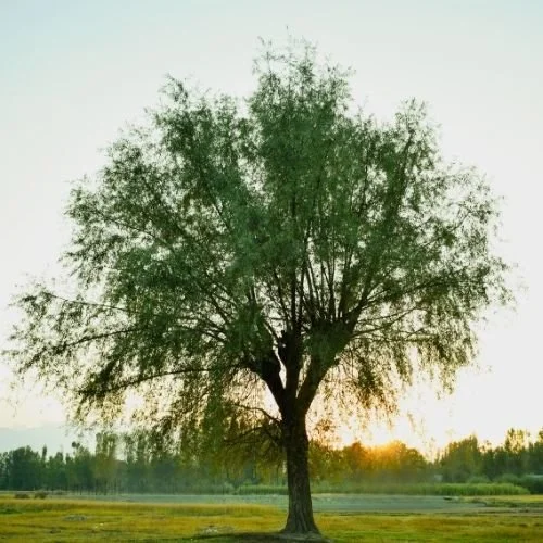 Beyond Religious Boxes- The Tree of Life &amp; Sacred Spaces with Sarah Woodard