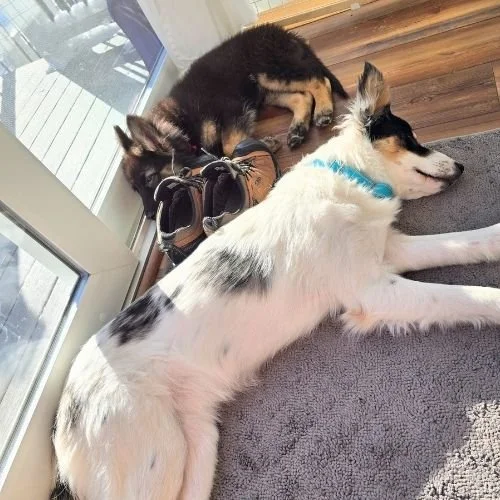 🌼 Two Puppies, Total Chaos &amp; the Goals I Didn't Know They'd Solve