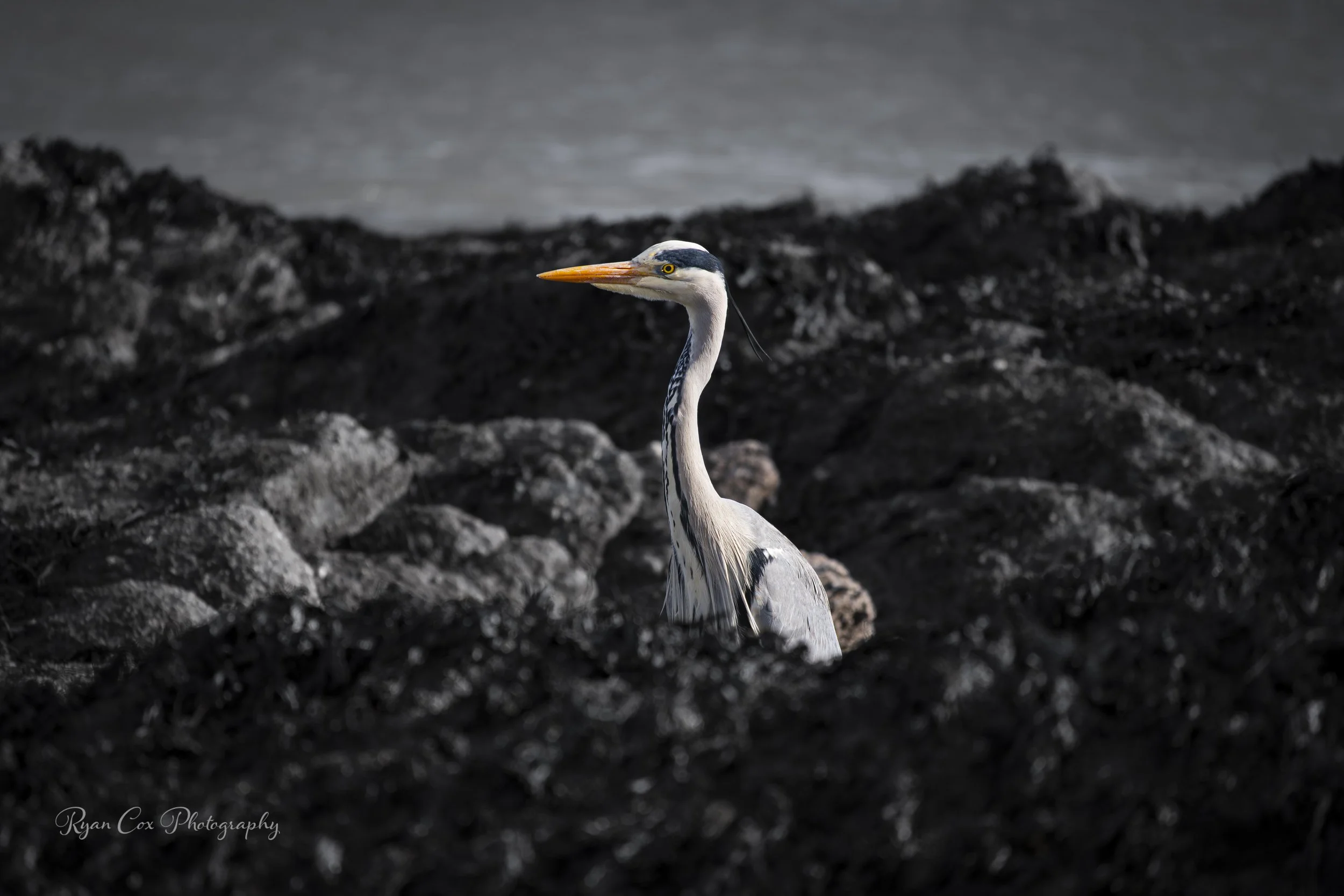 Grey Heron, Malahide