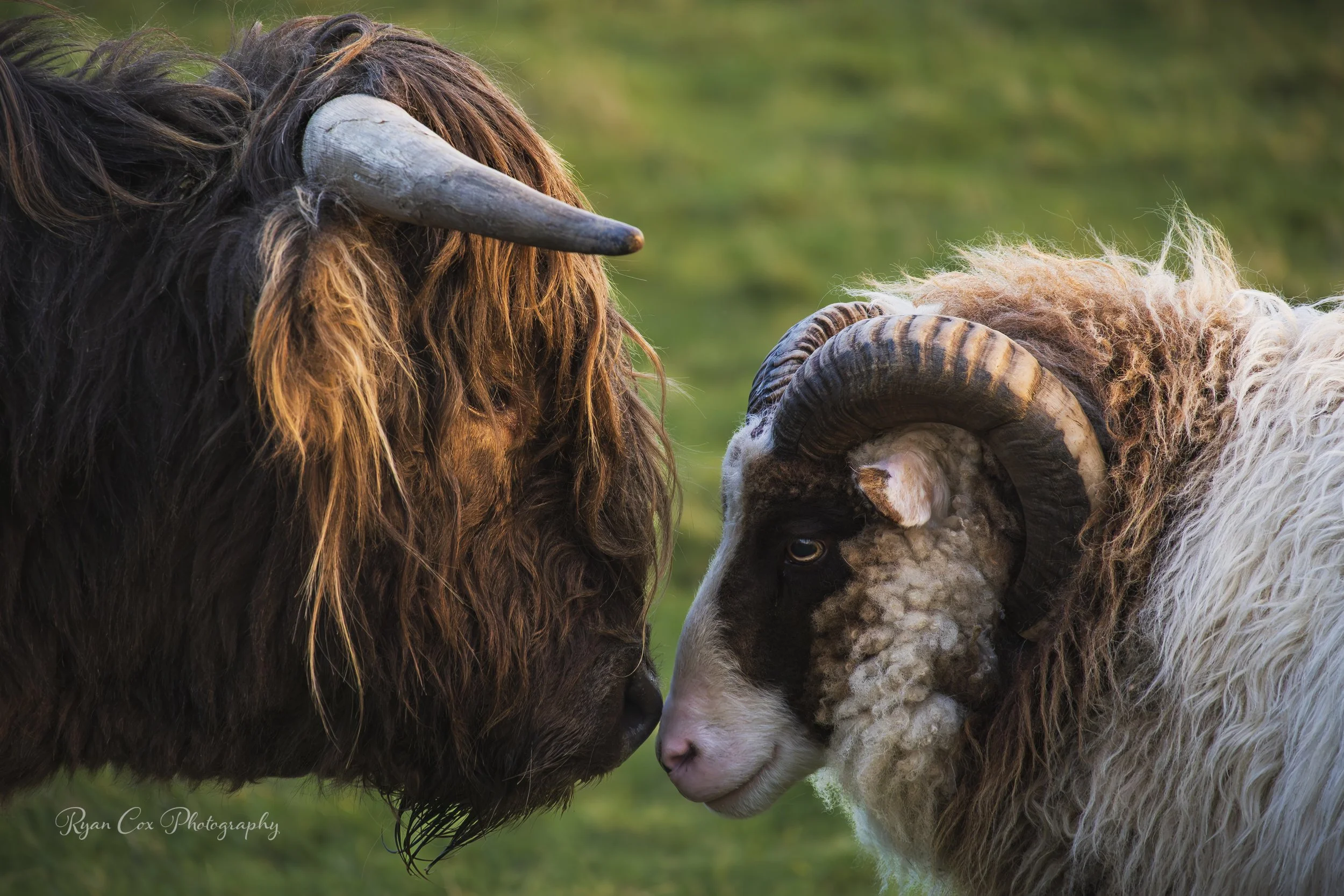 Cow and Sheep, Robswall