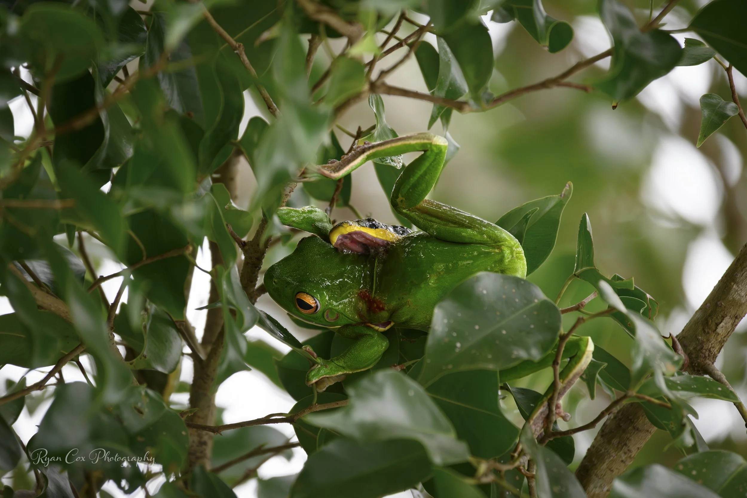 Snake and Treefrog, QLD