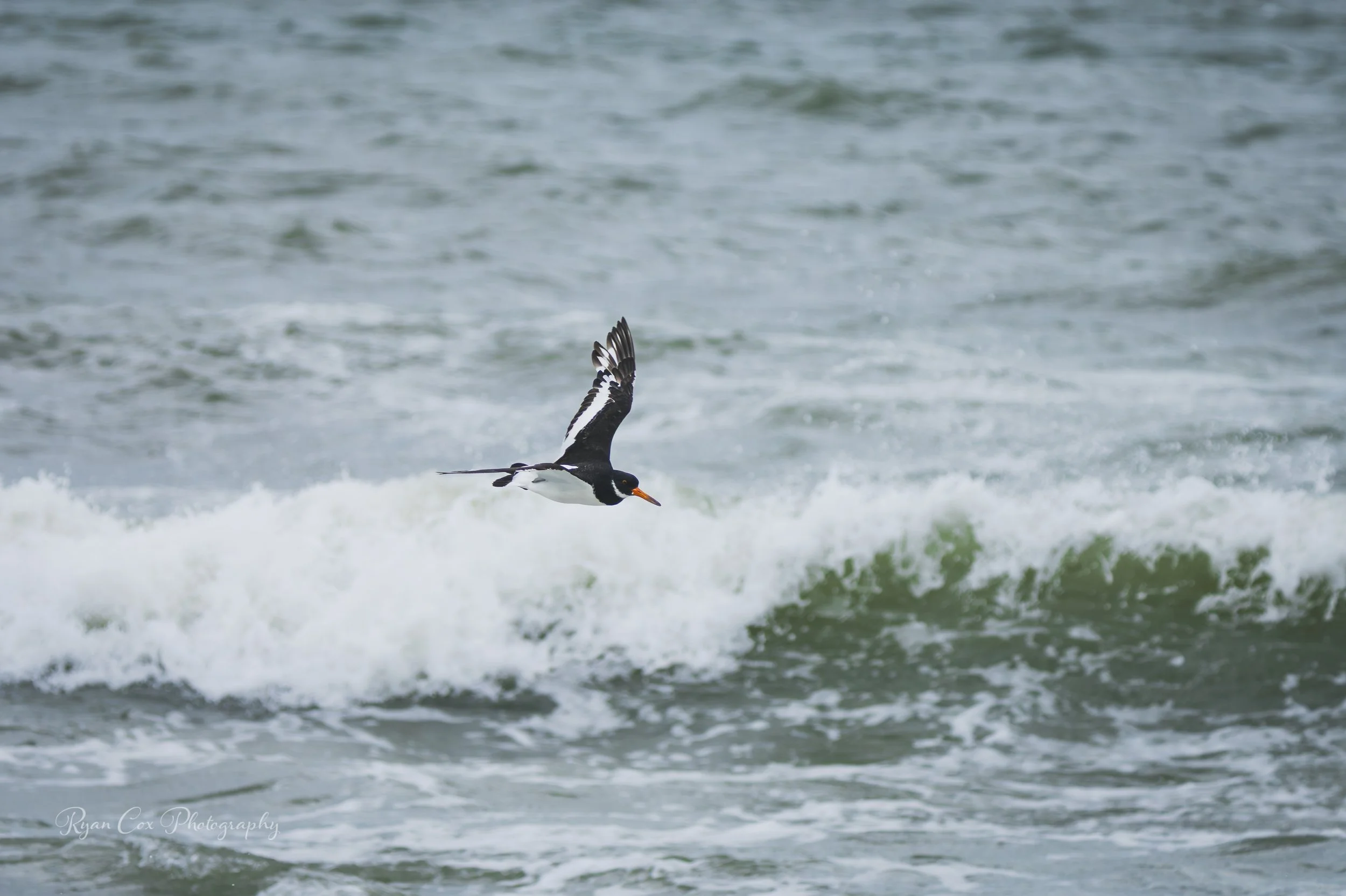 Oystercatcher, Donabate