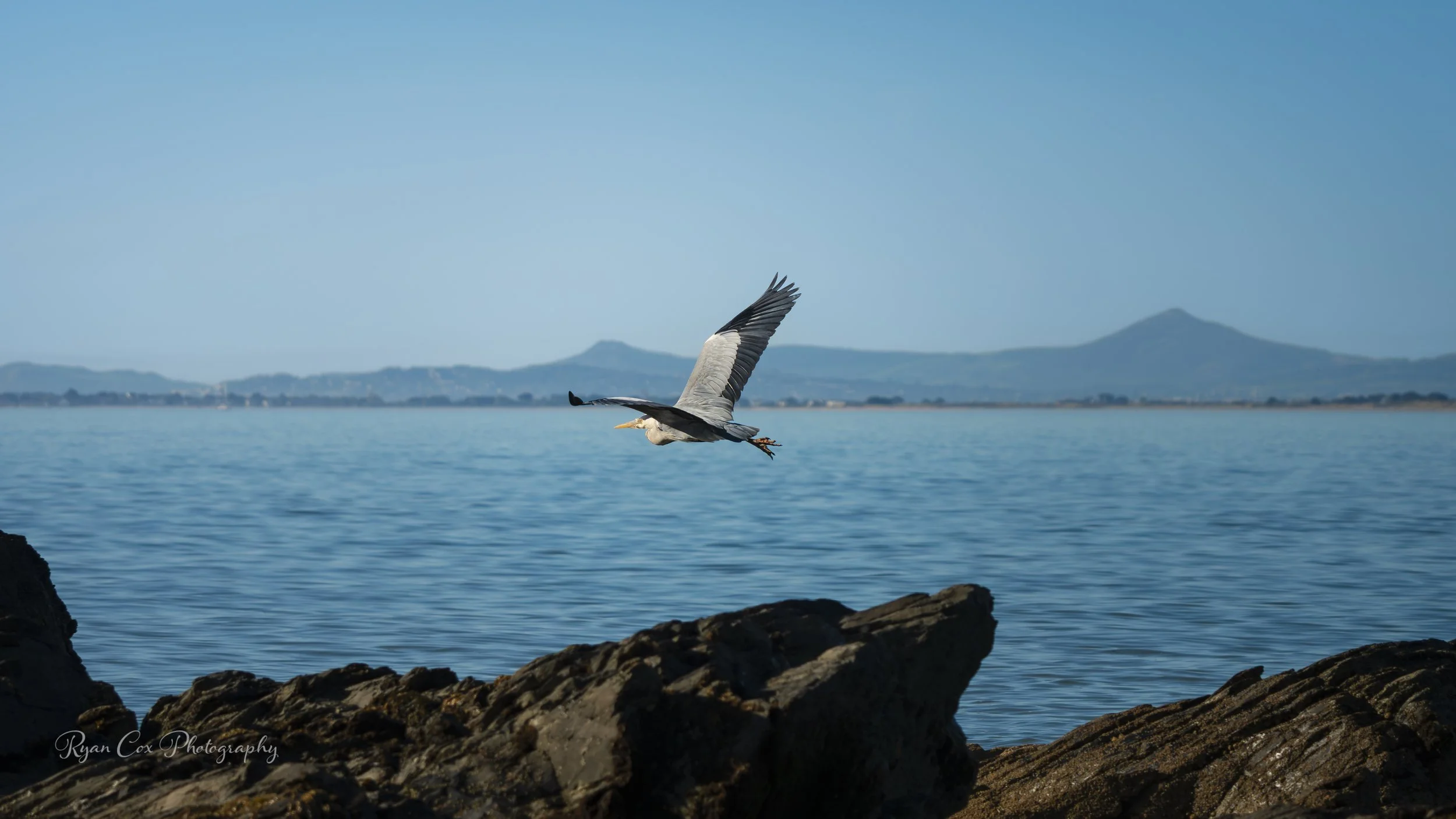 Grey Heron at Donabate