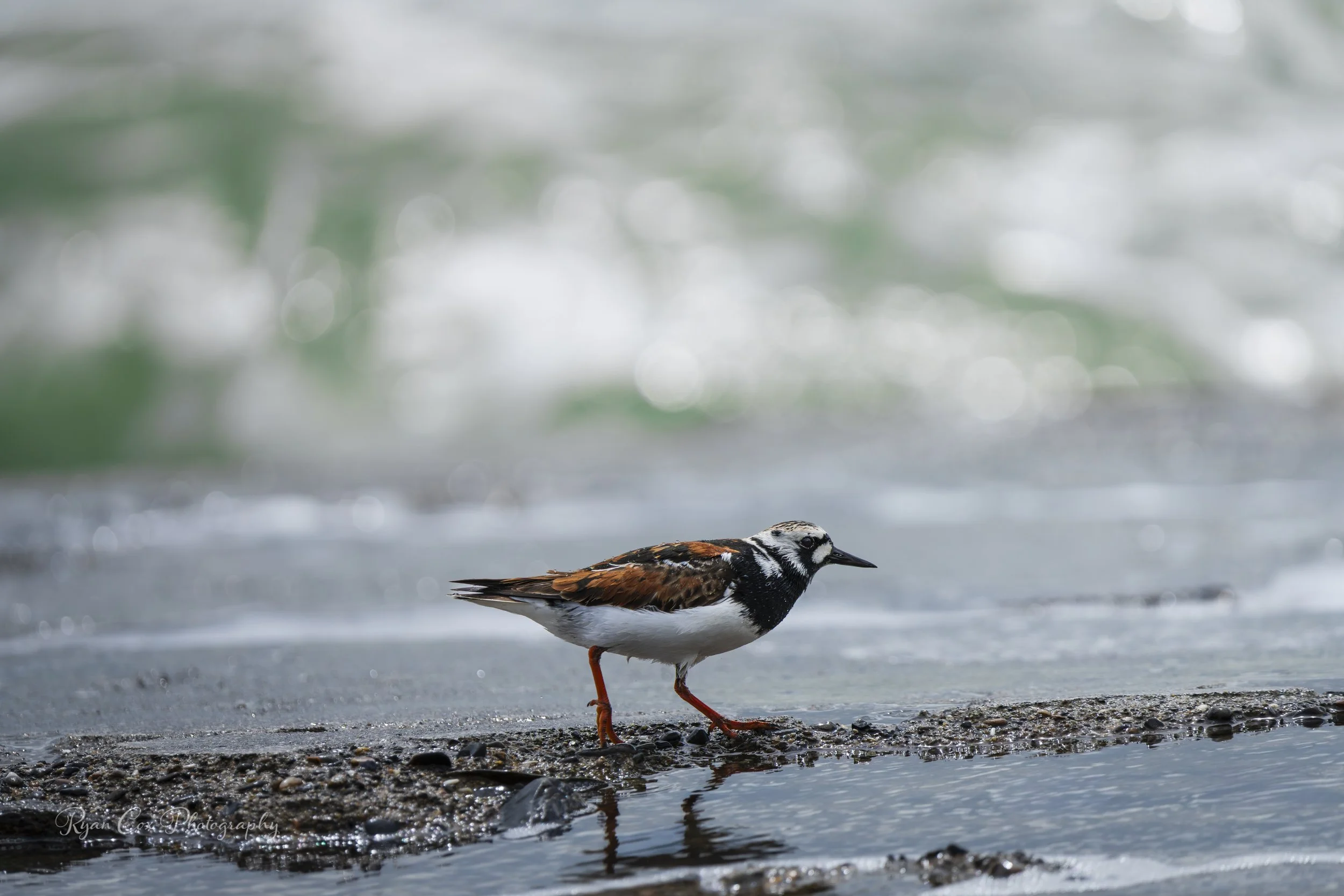 Turnstone, Portrane