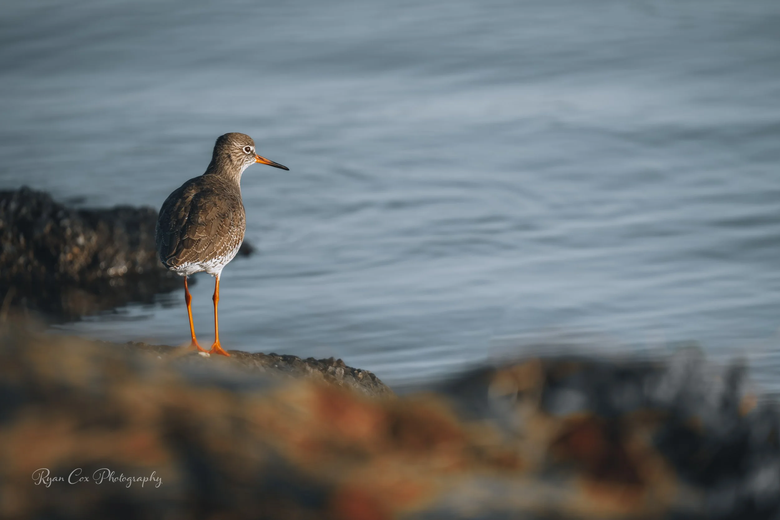 Redshank