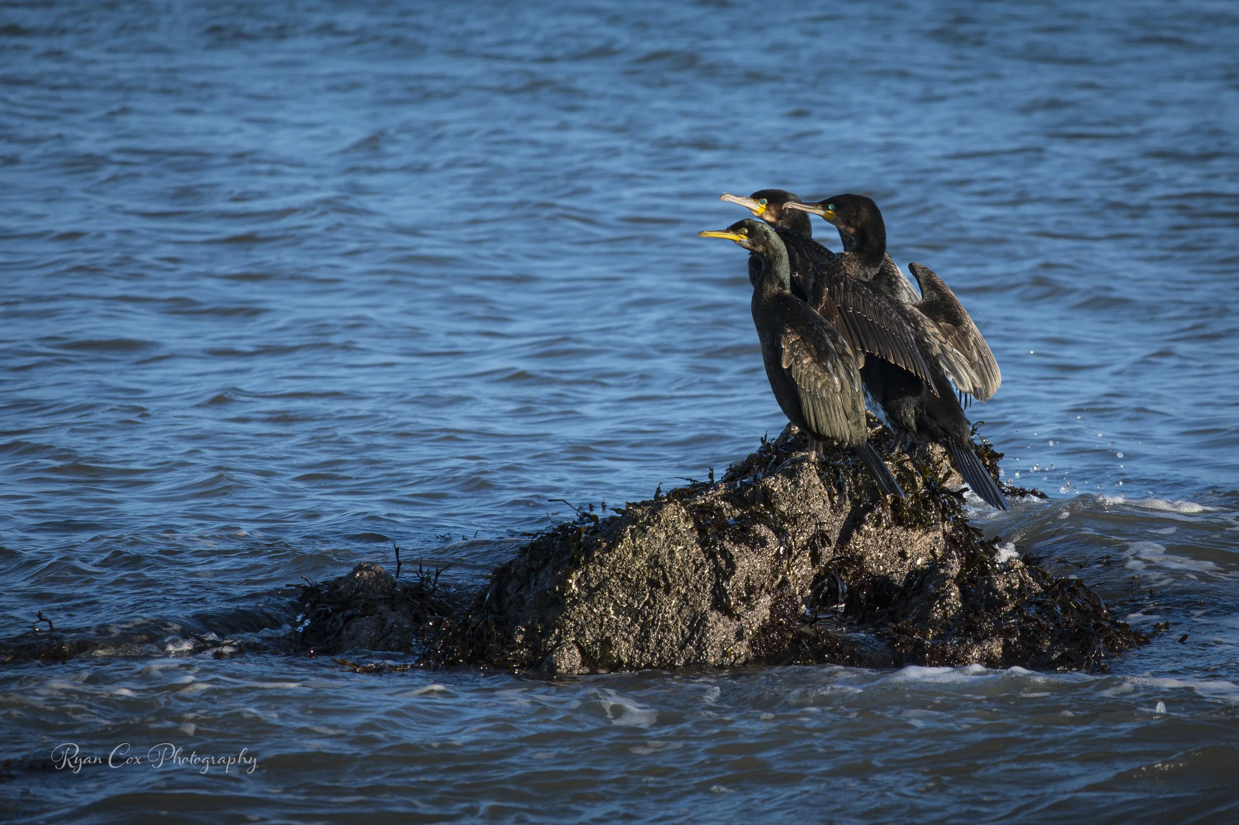 Cormorants