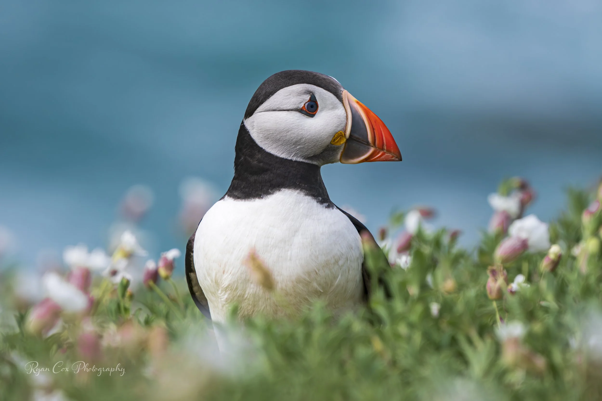 Atlantic Puffin
