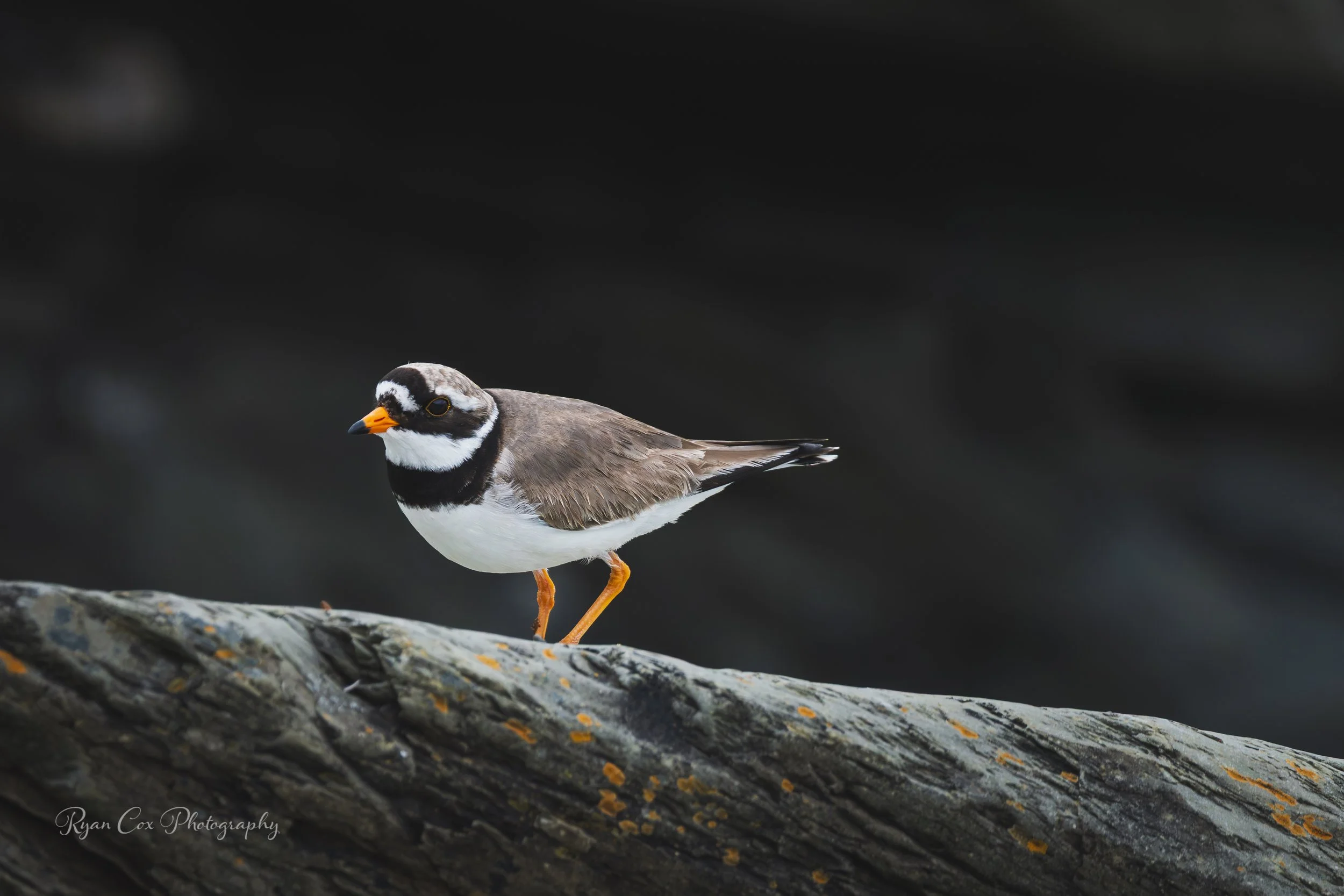 Ringed Plover, Portrane