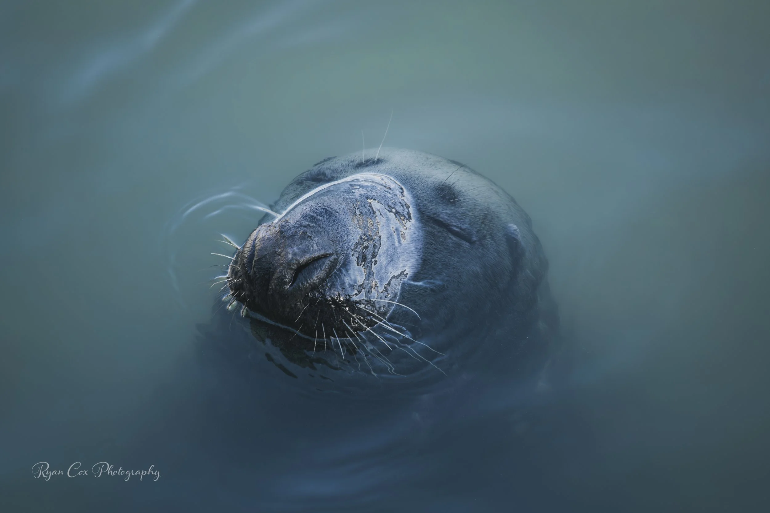 Seal, Howth Harbour