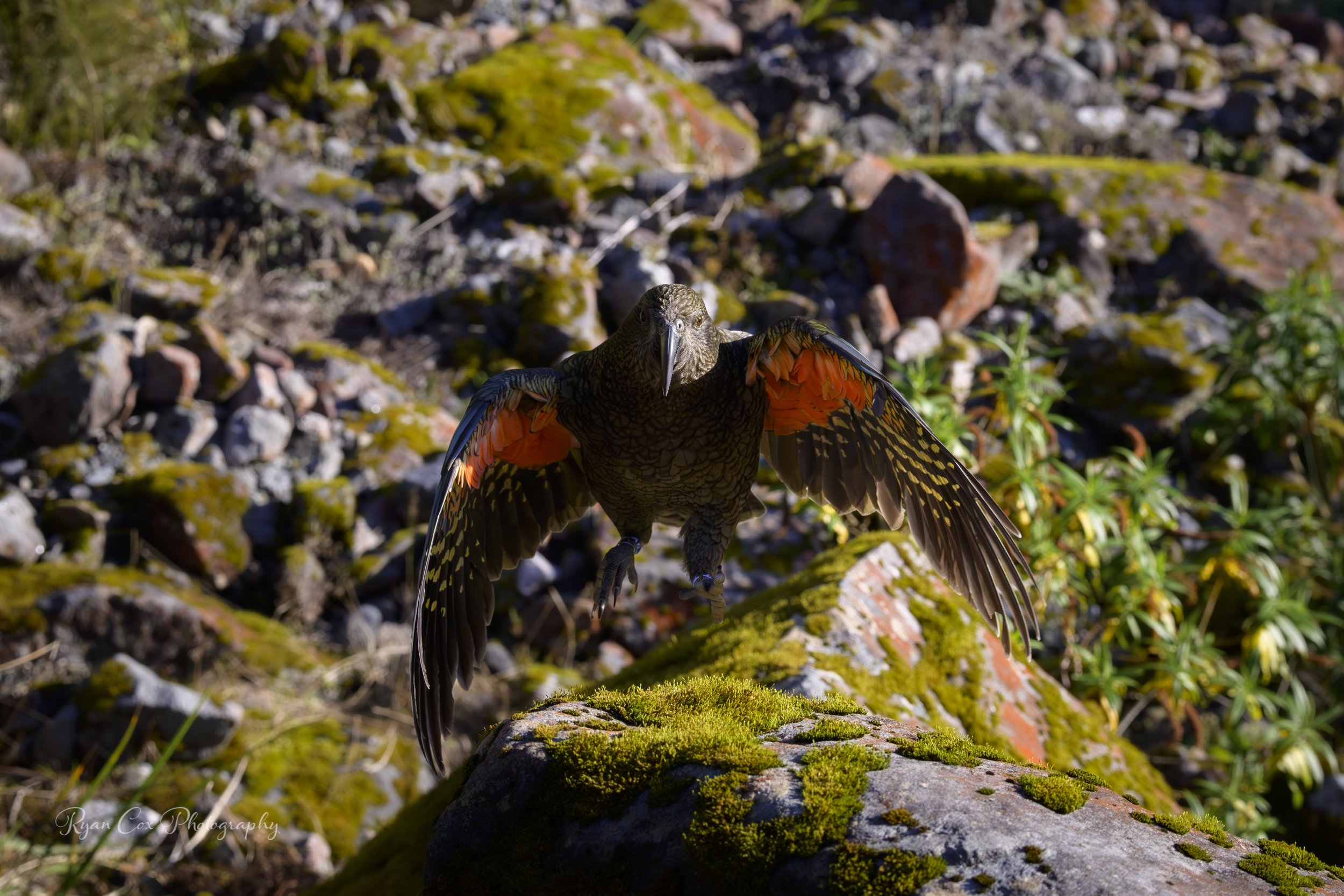 Kea, NZ