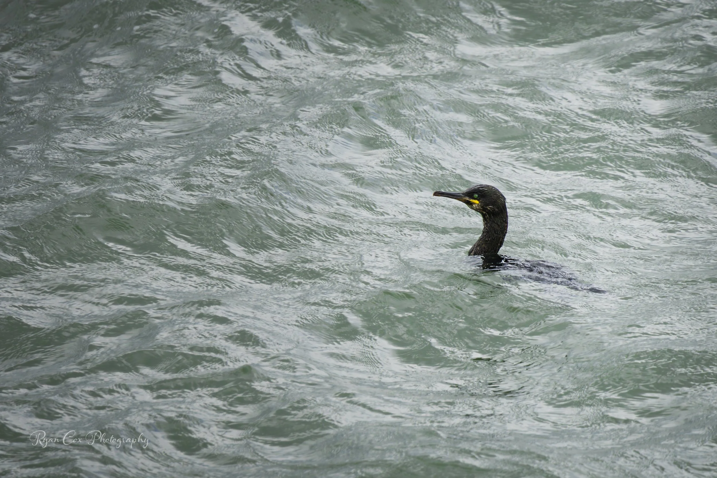 Cormorant, Portrane