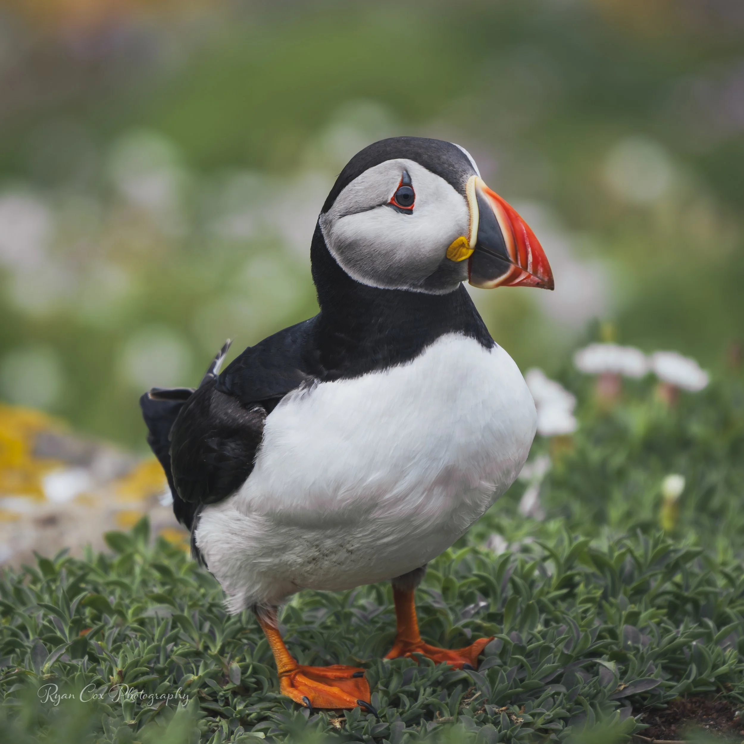 Atlantic Puffin