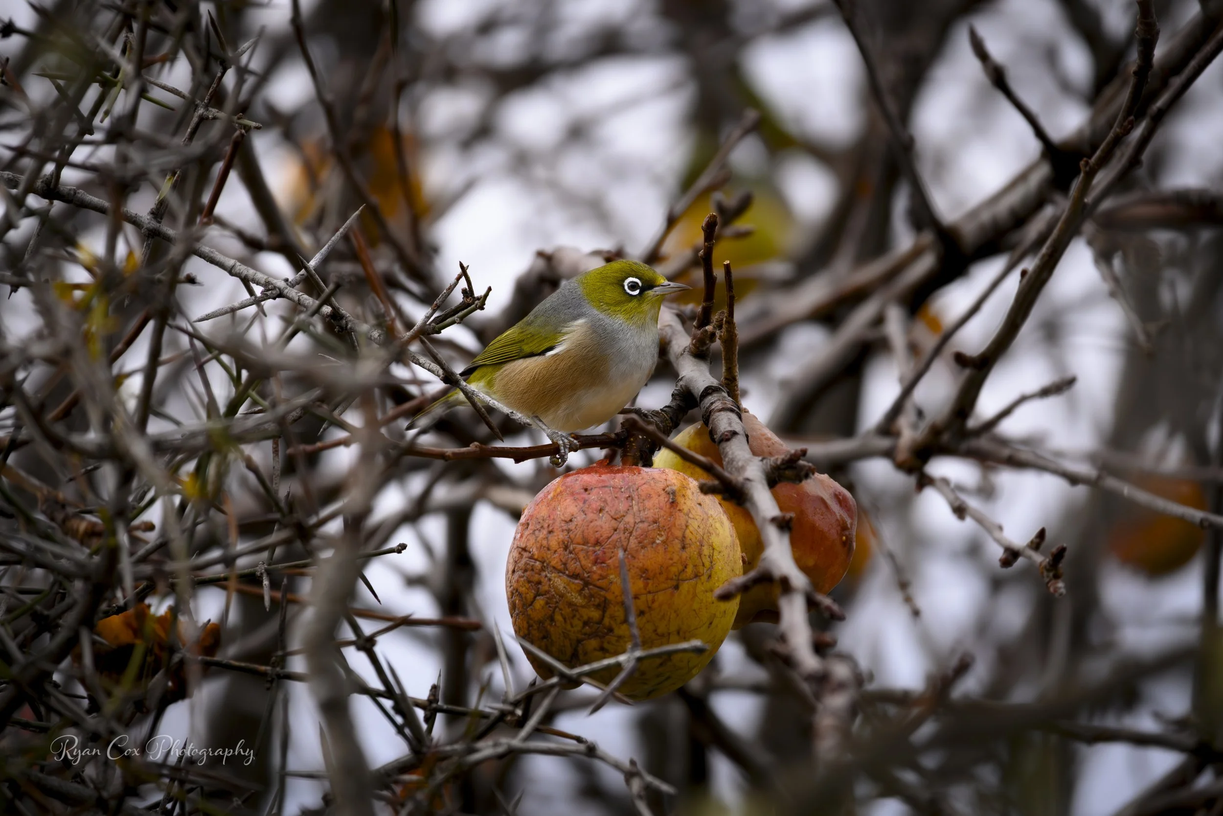 Silvereye, NZ