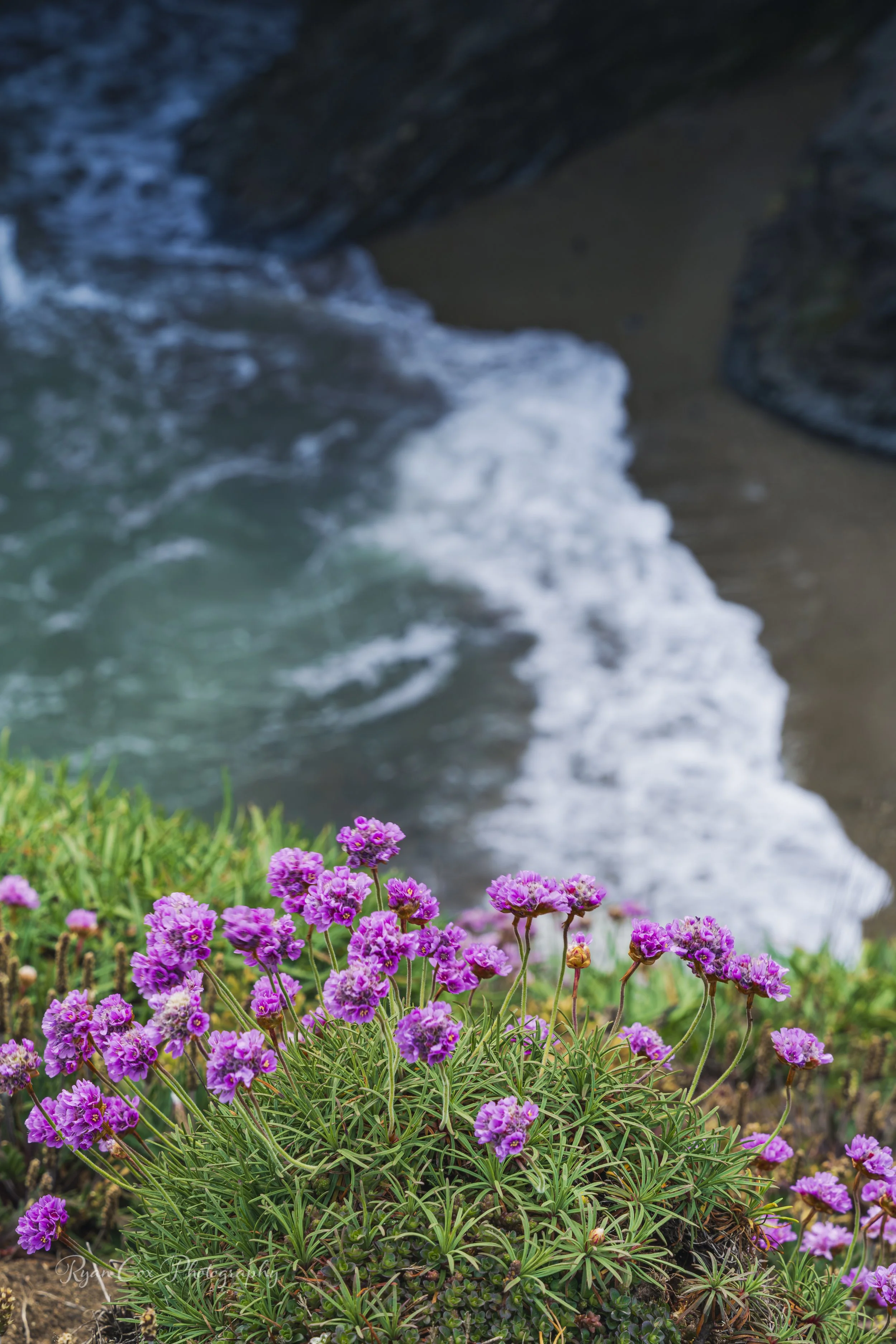Sea Pink Flowers, Portrane