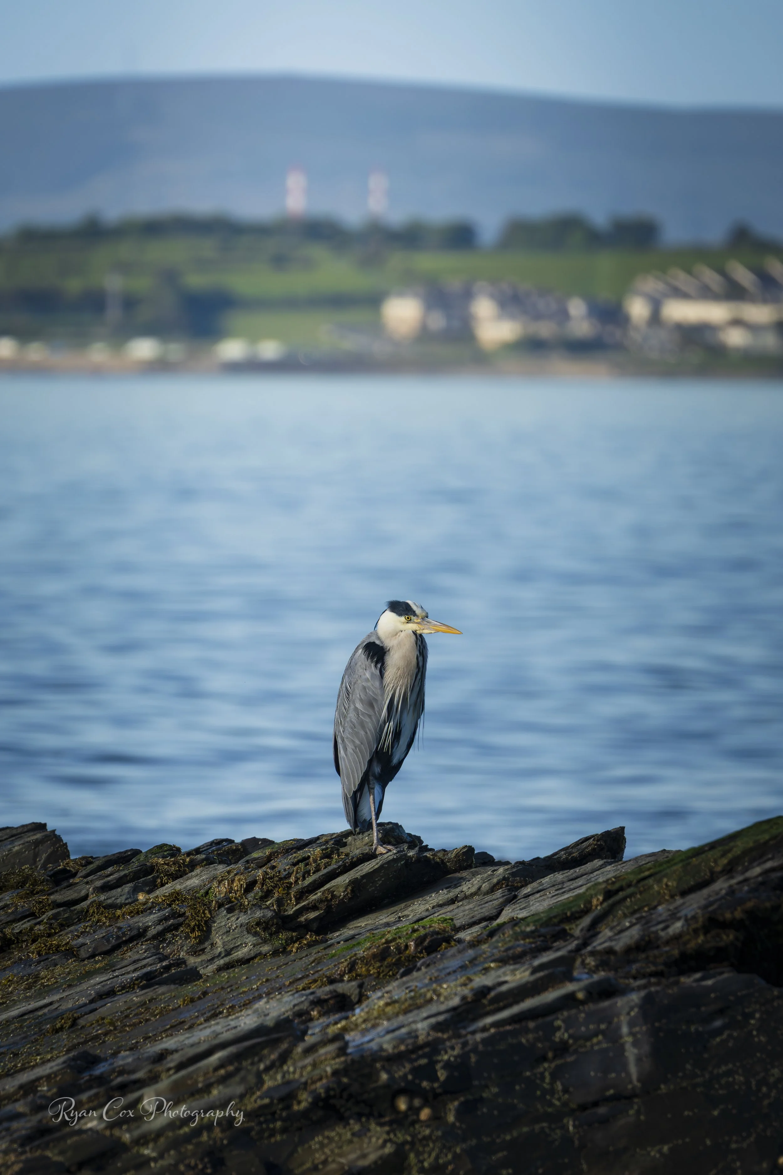 Grey Heron at Donabate