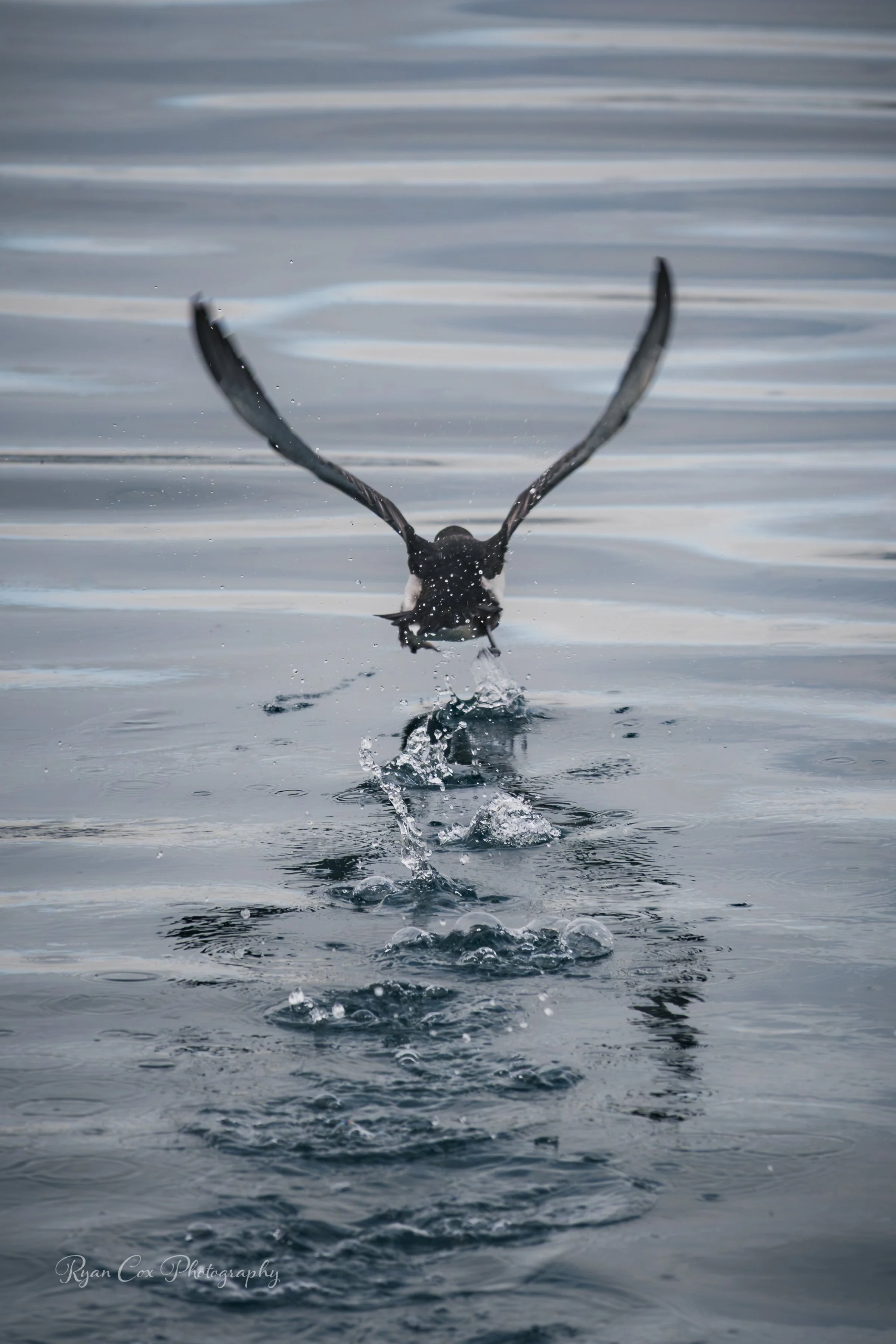 Cormorant Skip, NZ