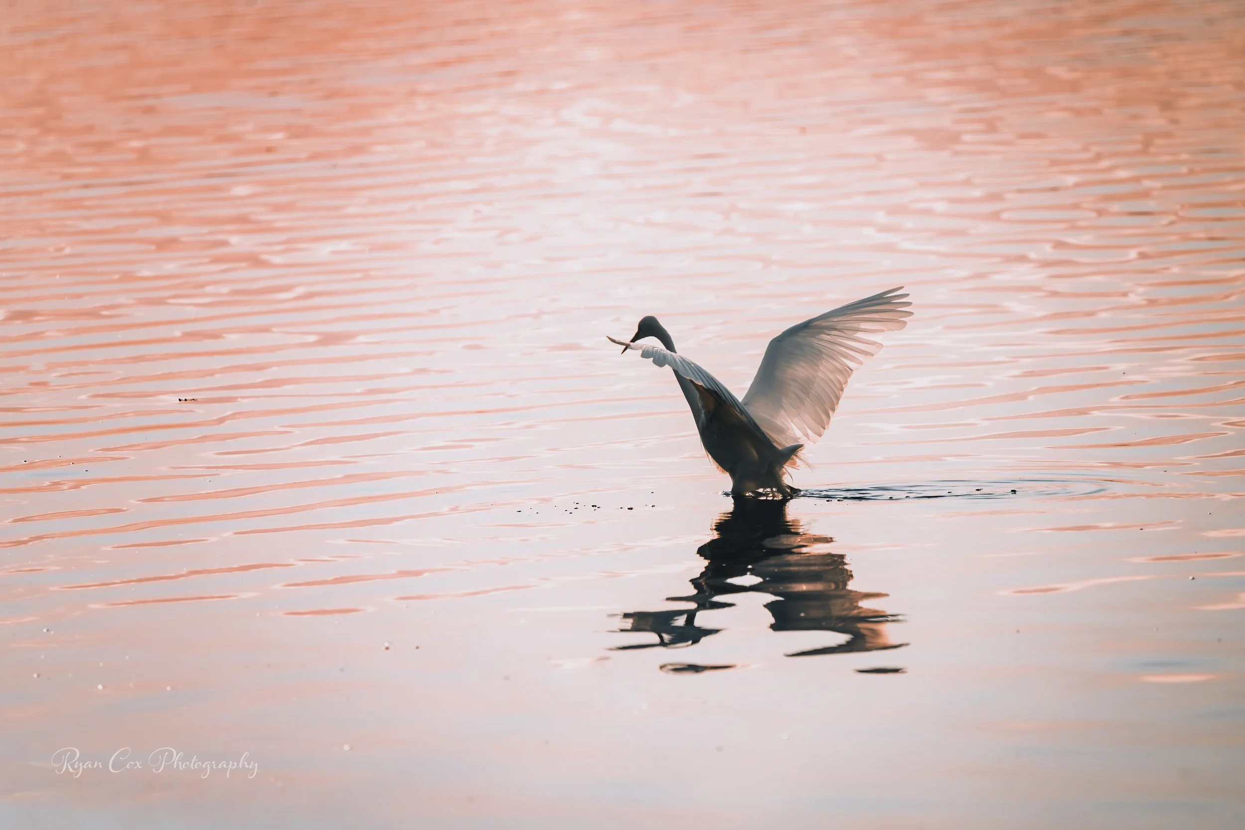 Estuary Egret