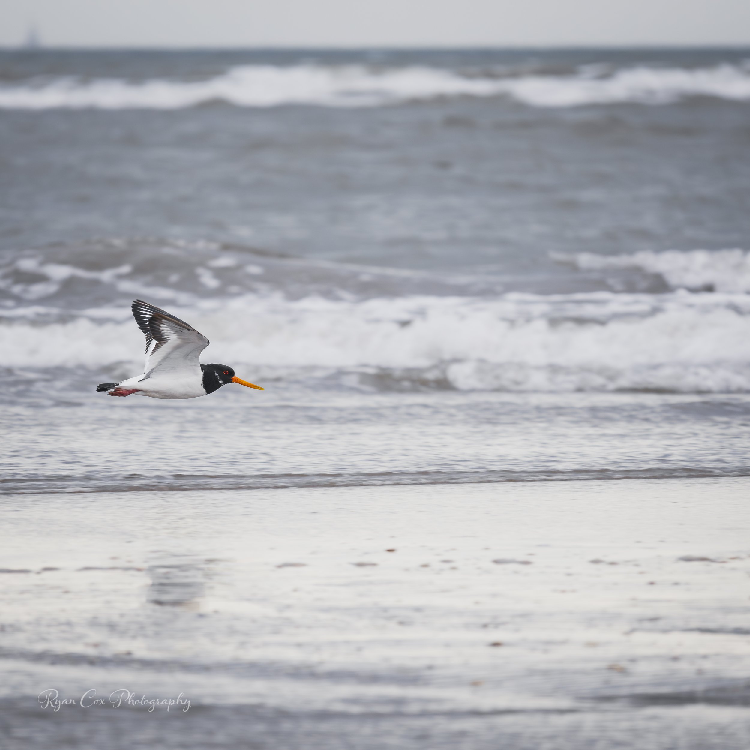 Oystercatcher, Bull Island