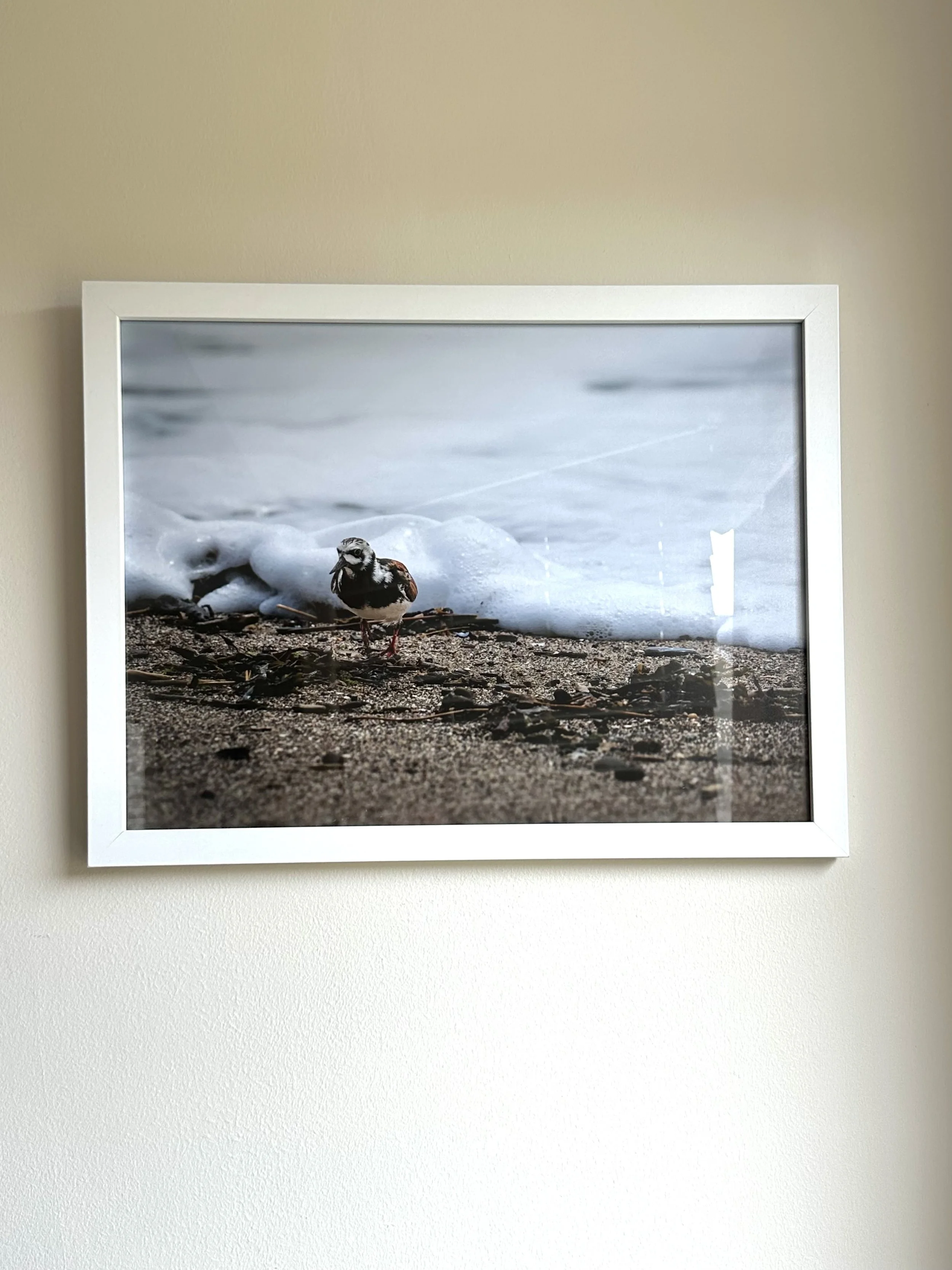 A framed photograph of a small bird standing on a beach with ocean waves in the background.